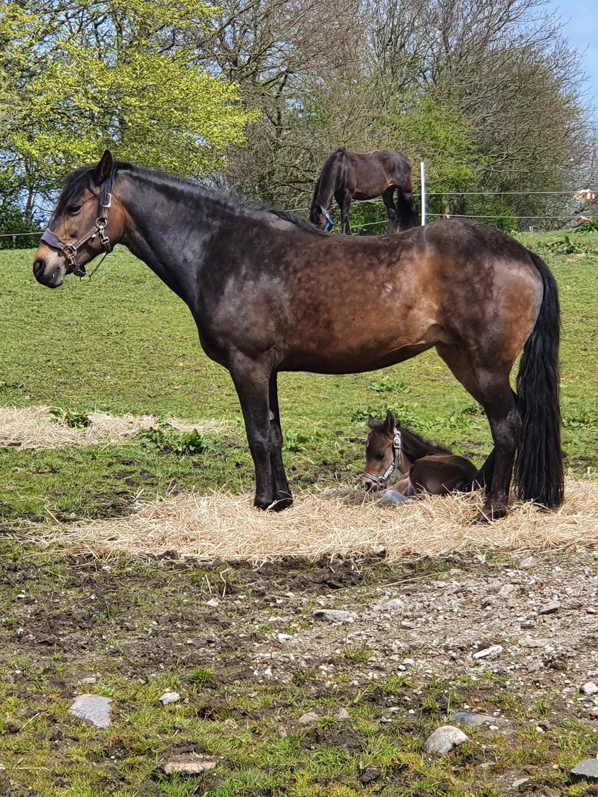 New Forest Harbogaards Wow Its Wiggo billede 18