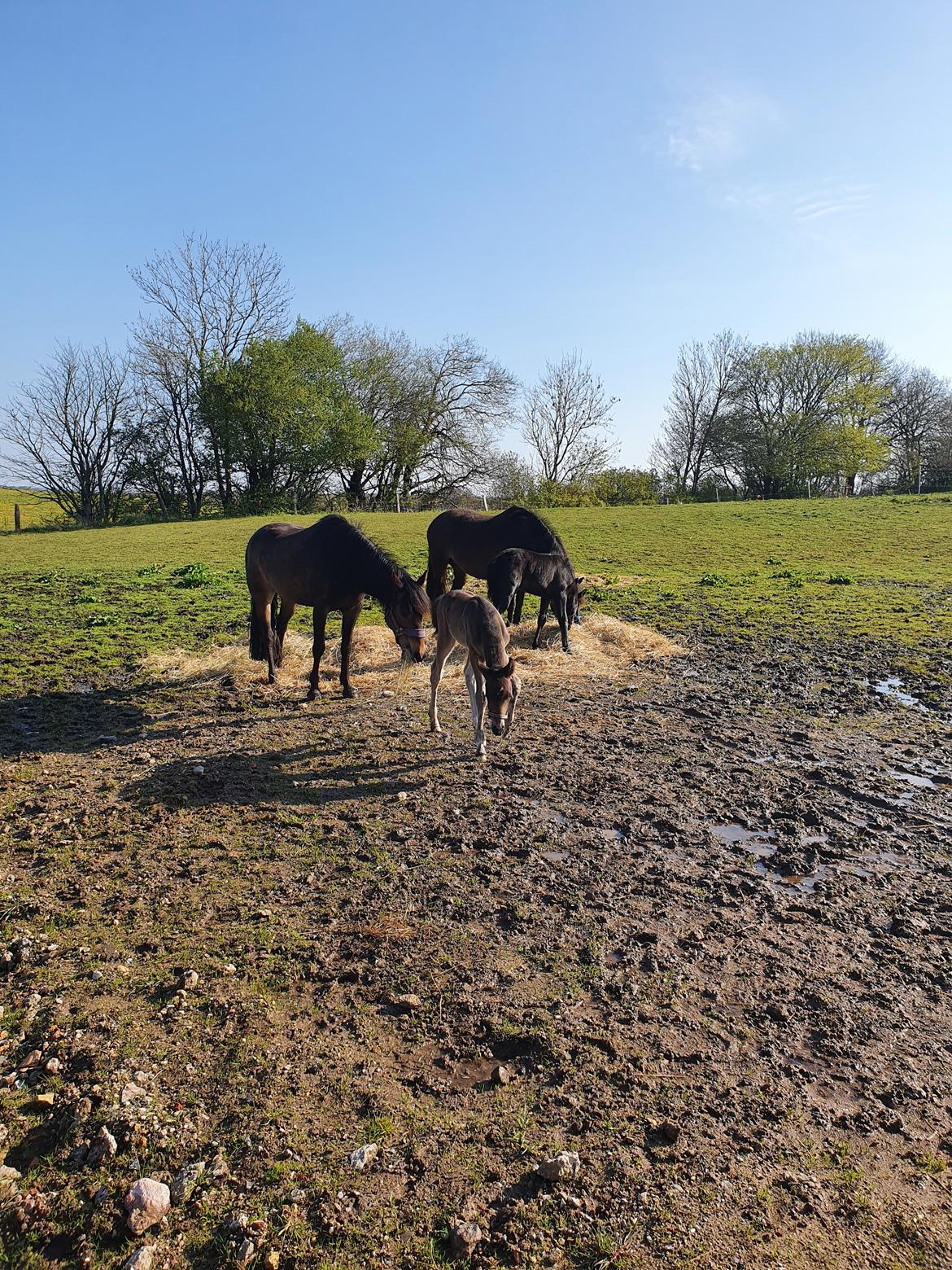 New Forest Harbogaards Wow Its Wiggo billede 14