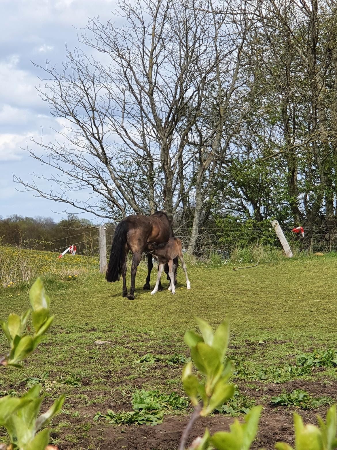 New Forest Harbogaards Wow Its Wiggo billede 17