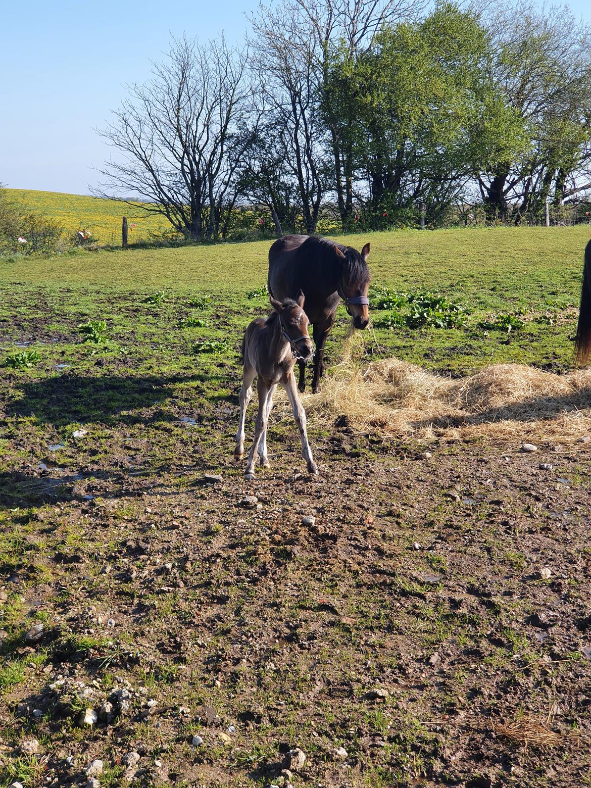 New Forest Harbogaards Wow Its Wiggo billede 15