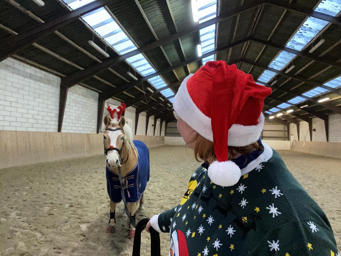 Haflinger Buffon Ørnhøj af Åtte Bjerge billede 12