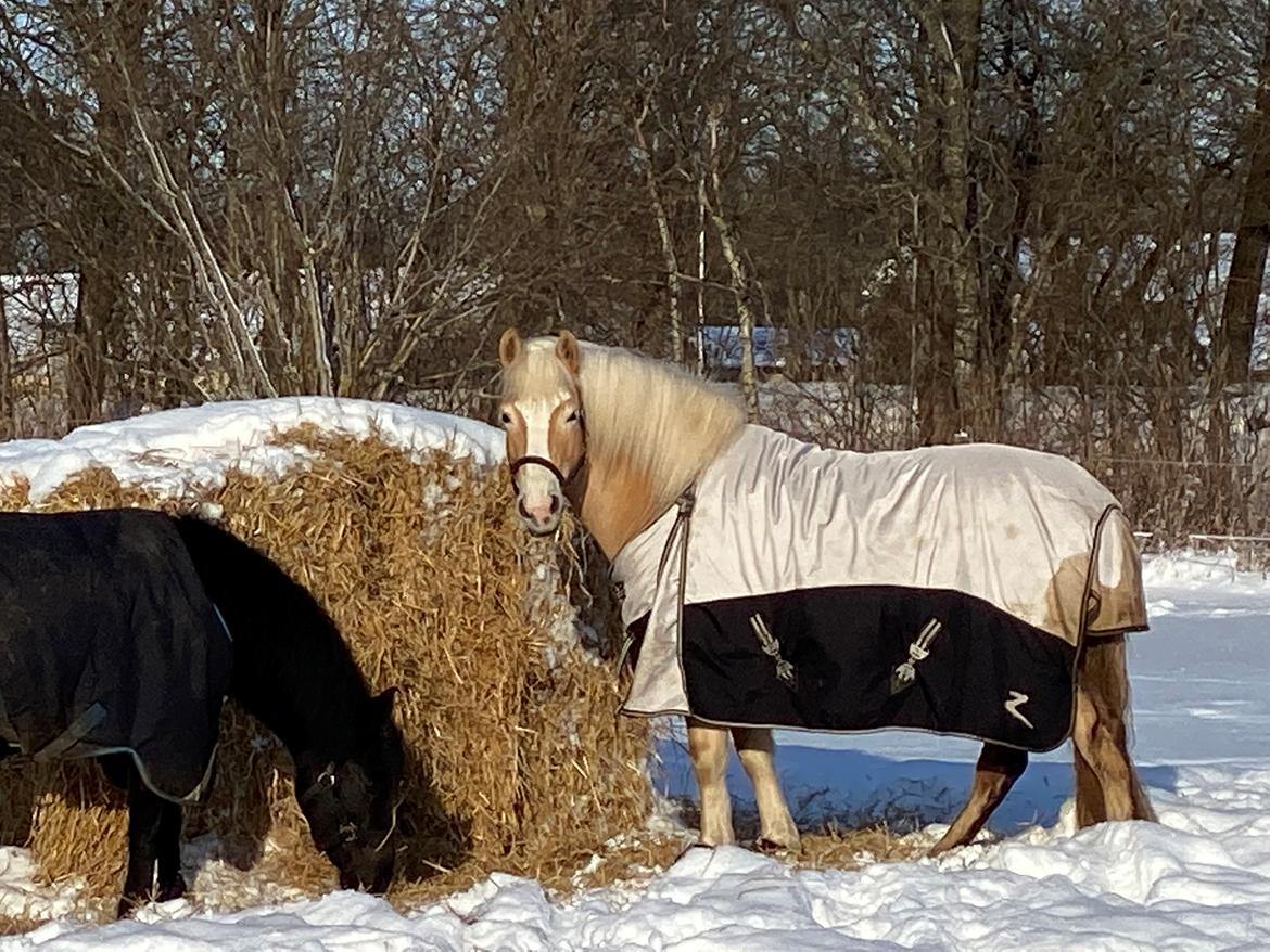 Haflinger Buffon Ørnhøj af Åtte Bjerge billede 7