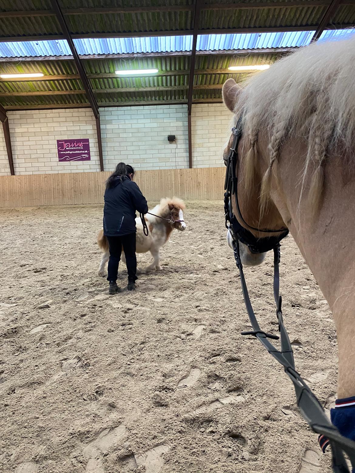 Haflinger Buffon Ørnhøj af Åtte Bjerge billede 9