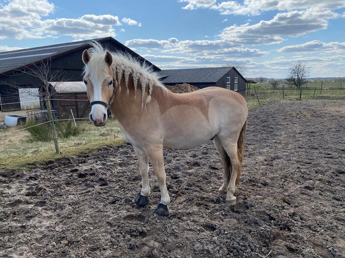 Haflinger Buffon Ørnhøj af Åtte Bjerge billede 11