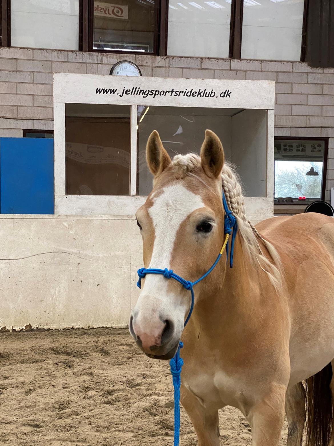 Haflinger Buffon Ørnhøj af Åtte Bjerge billede 13