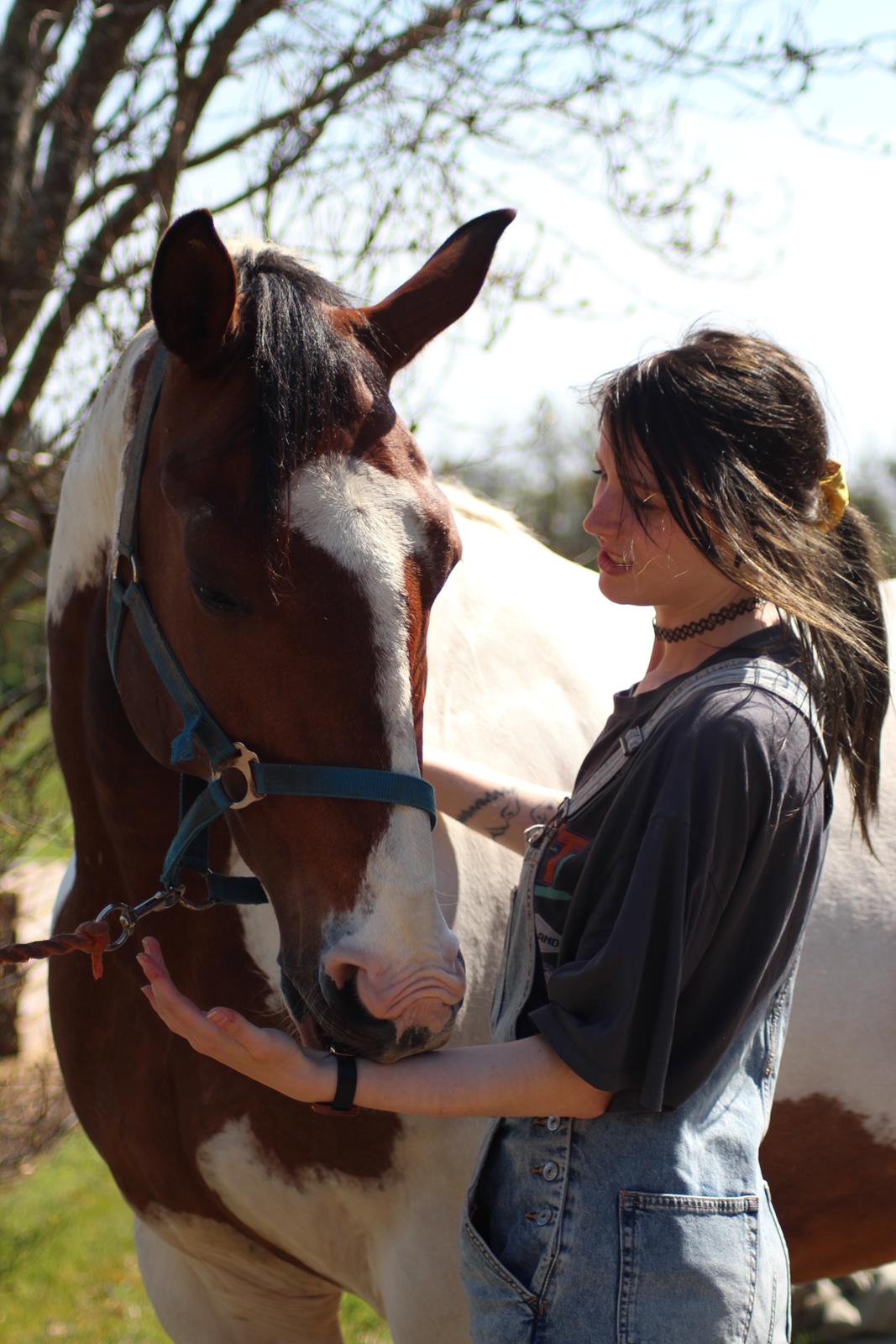 Pinto Luke billede 4