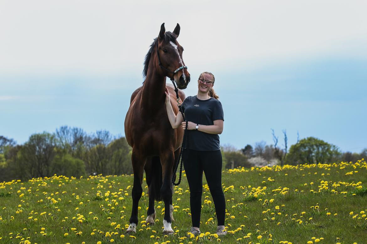 Dansk Varmblod Quite alone billede 7