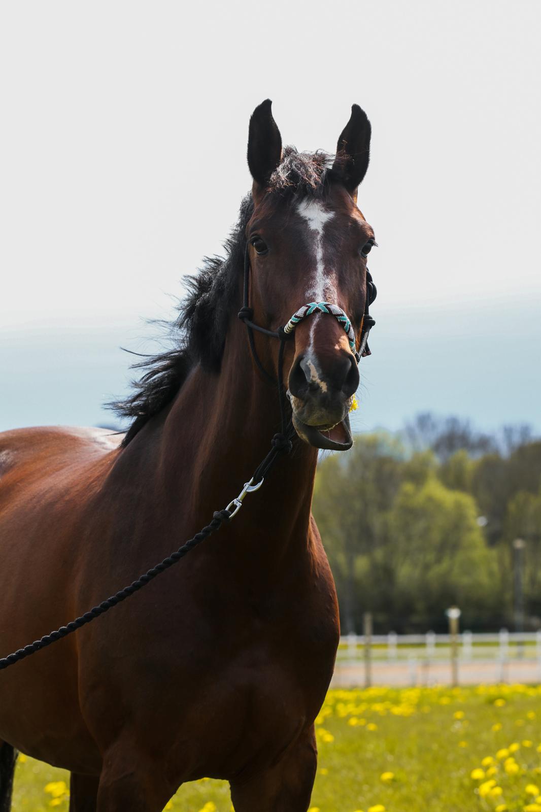 Dansk Varmblod Quite alone billede 9