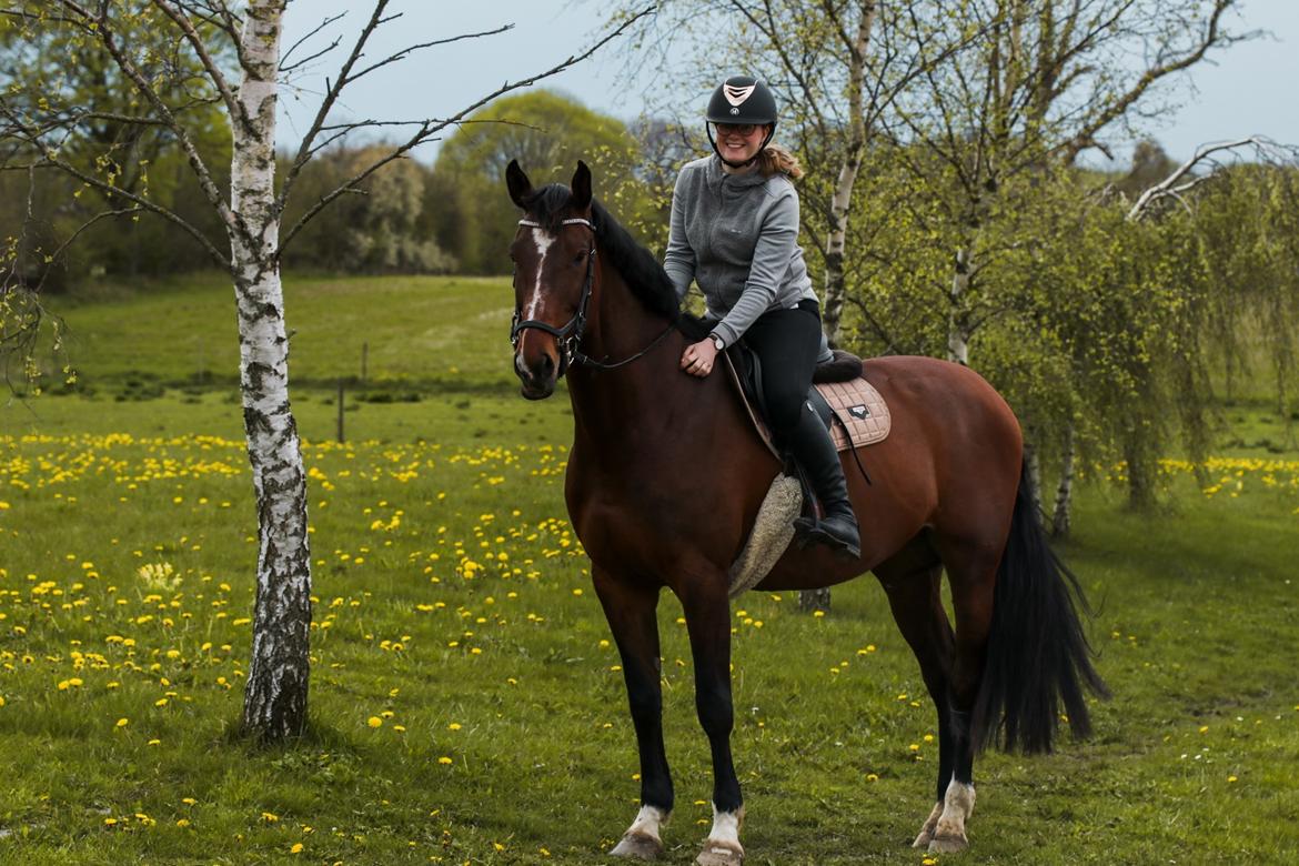 Dansk Varmblod Quite alone billede 13