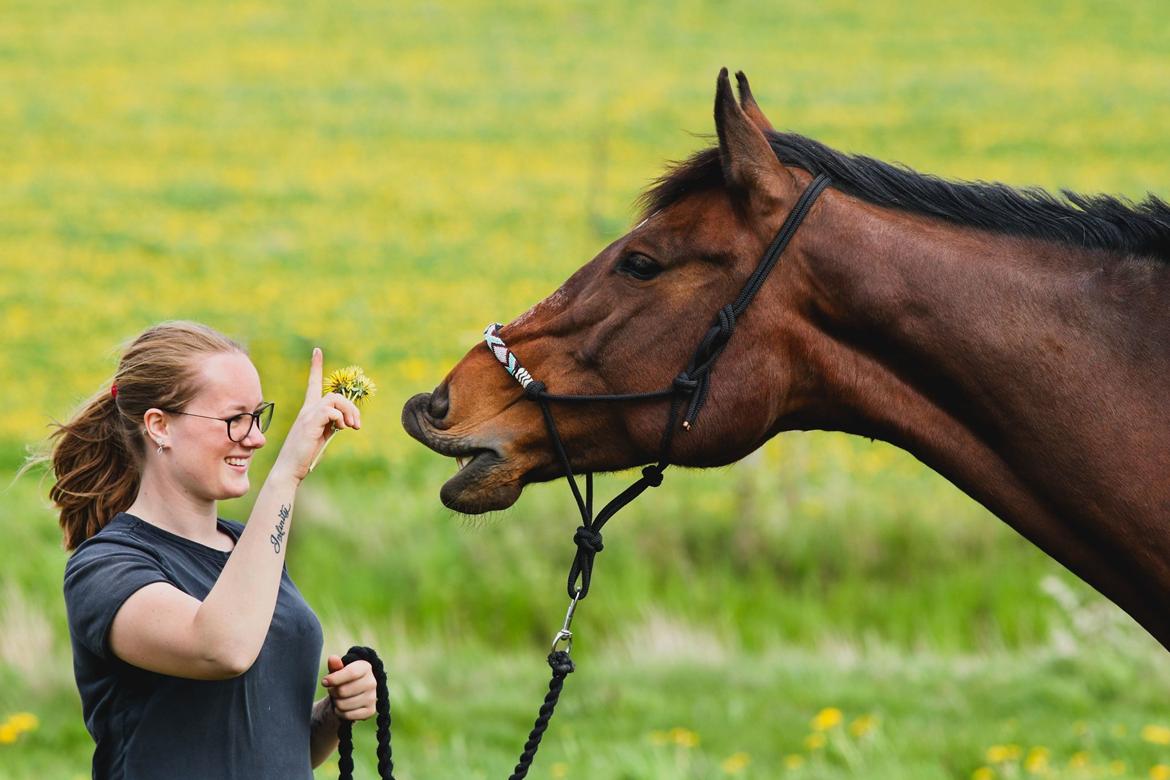 Dansk Varmblod Quite alone billede 1