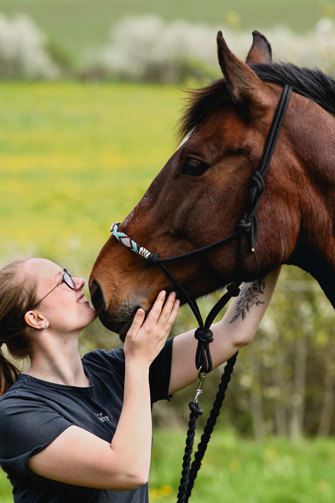 Dansk Varmblod Quite alone billede 5