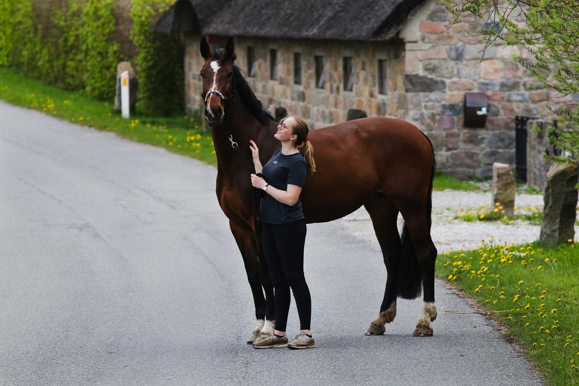Dansk Varmblod Quite alone billede 4