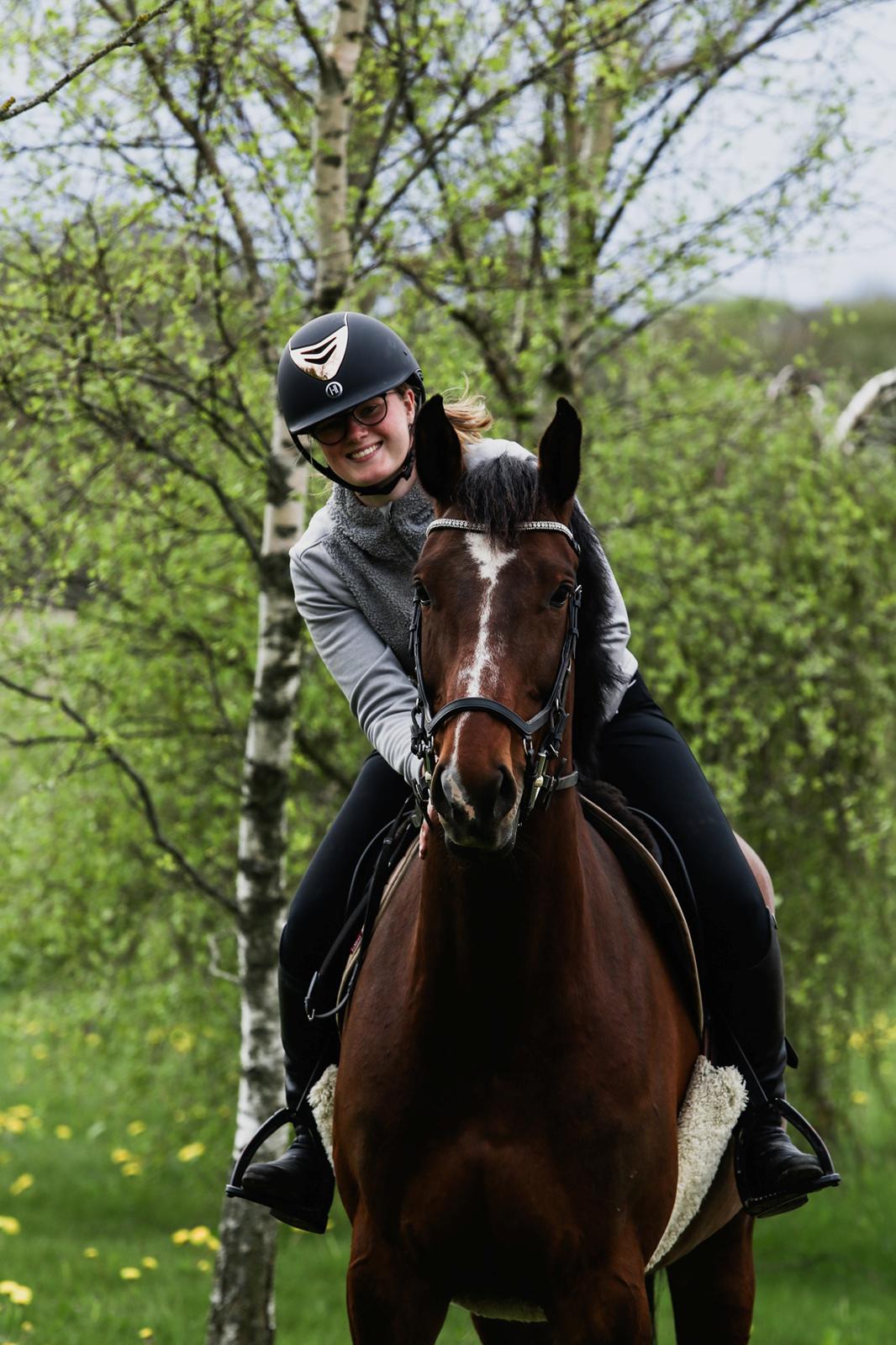 Dansk Varmblod Quite alone billede 2