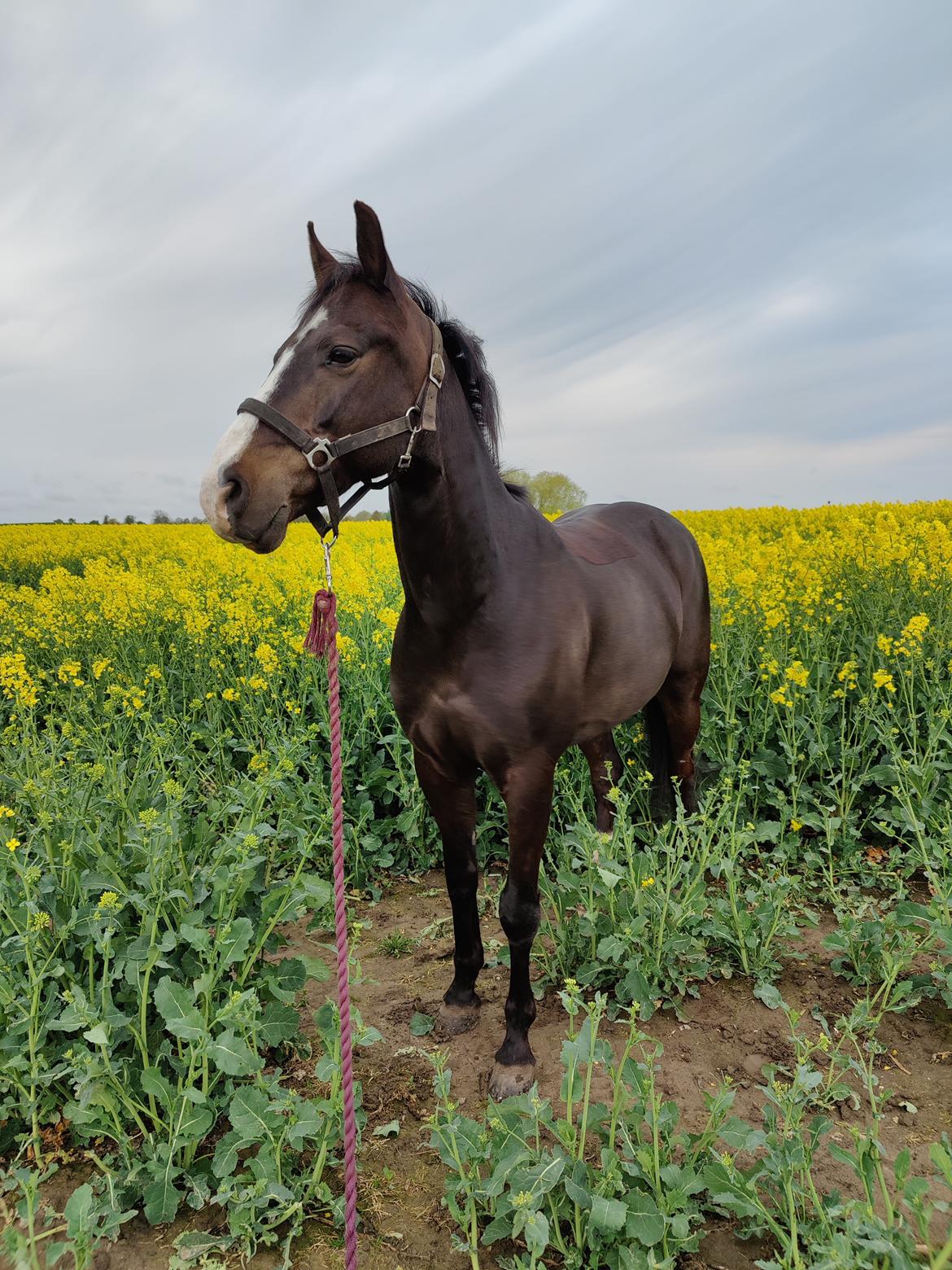 New Forest Lukas Søblink billede 14