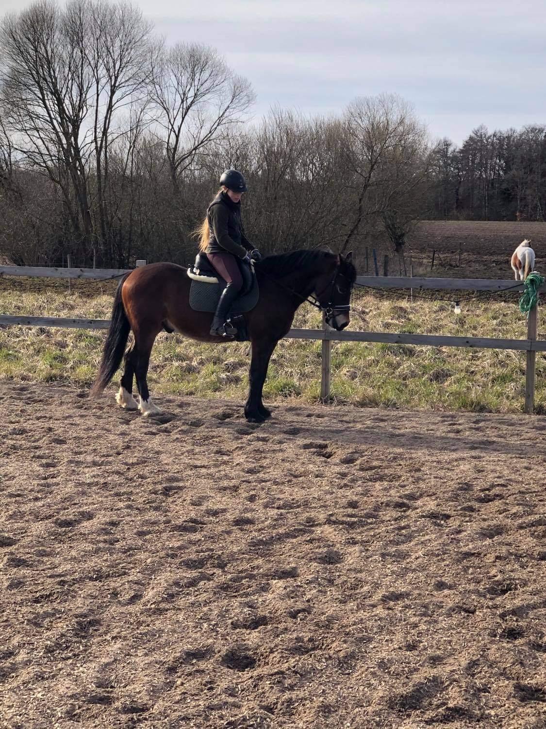 Welsh Pony af Cob-type (sec C) Fjordglimt Guinness  billede 4
