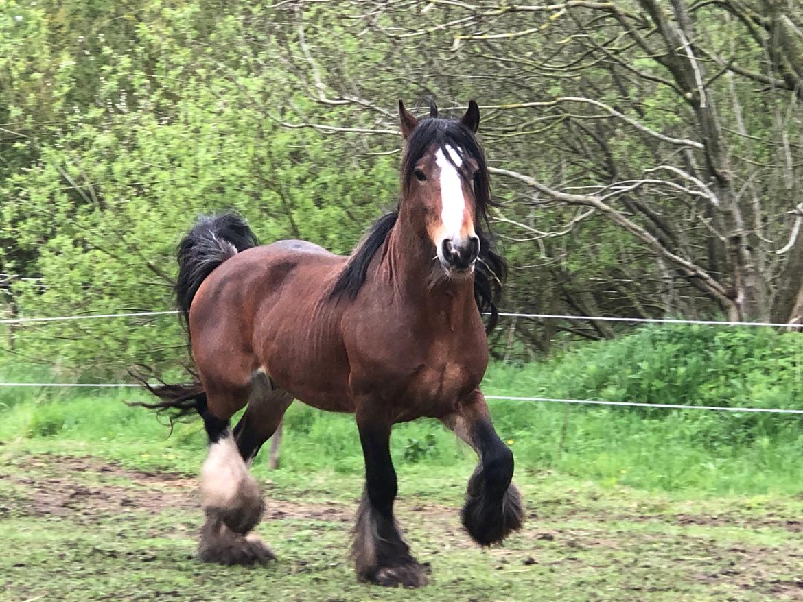 Irish Cob Lærkegaardens Ronan O'Riagain "solgt" billede 11