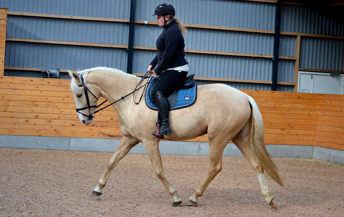 Palomino Margurittens nova billede 8