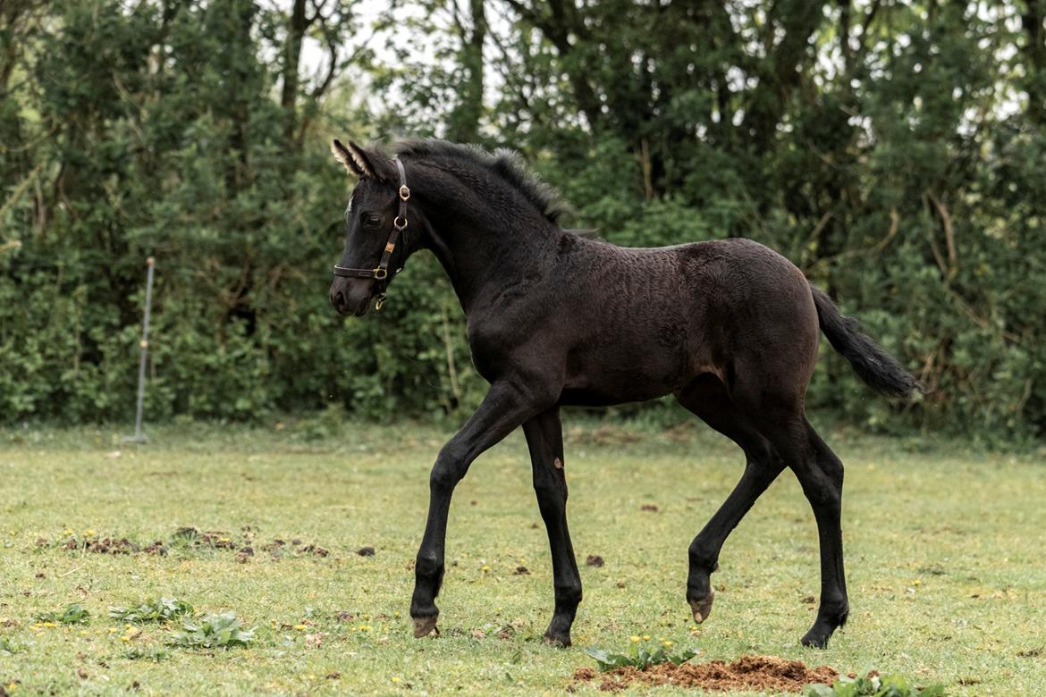 Warlander Lúthien - 14. maj 2021 ... 6 uger + 4 dage gammel ... Fotograf: Mig (Tales by Sipo) billede 35