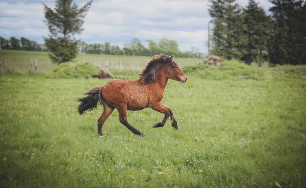 Islænder Viggó fra Bredgaard billede 6