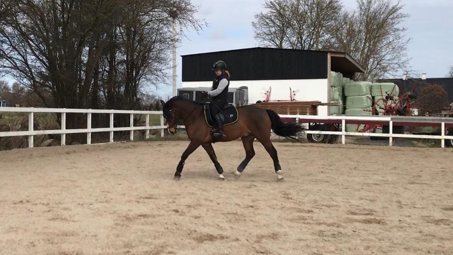 Connemara Dalshøj Horton billede 4