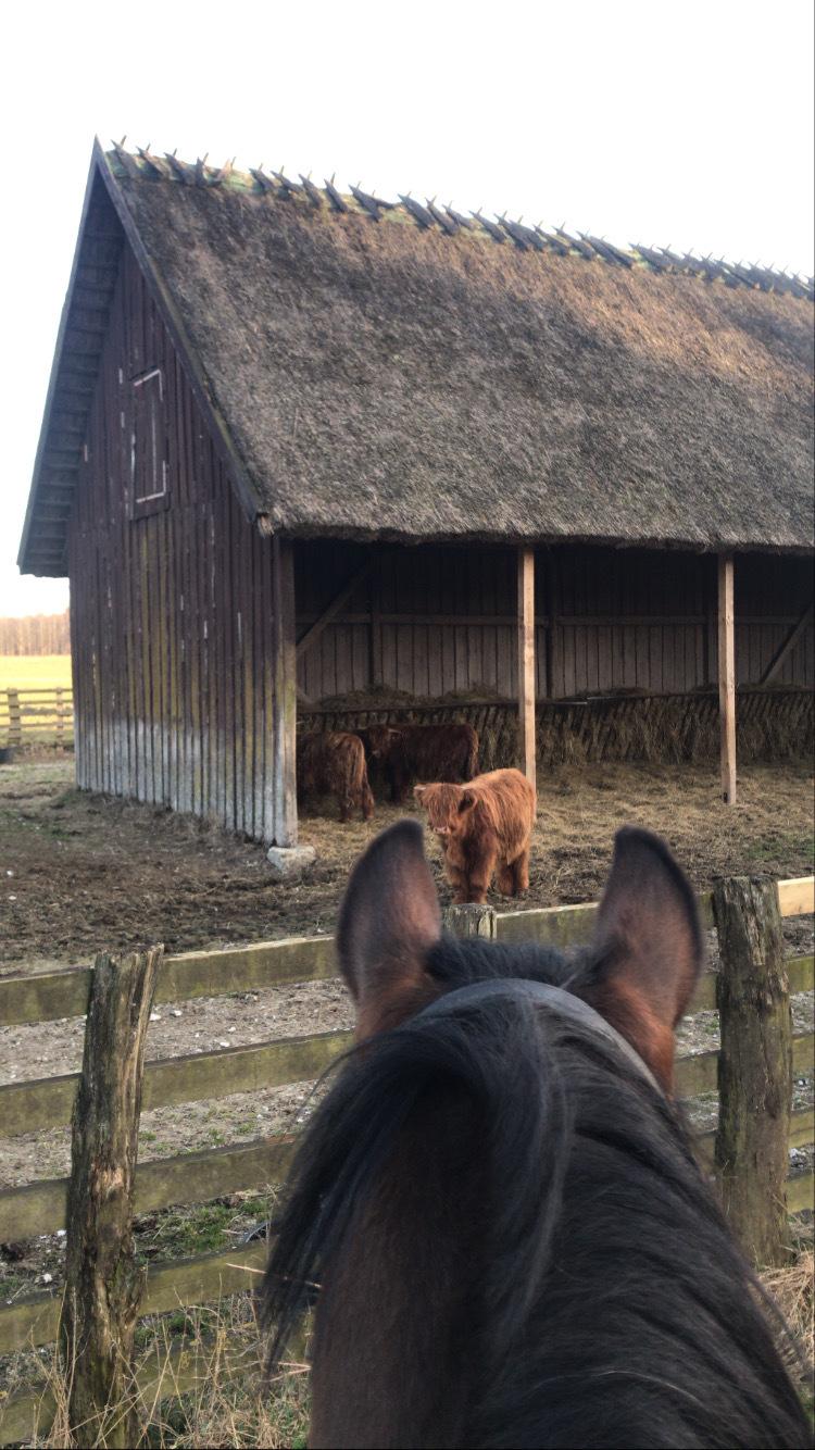 Connemara Dalshøj Horton billede 8