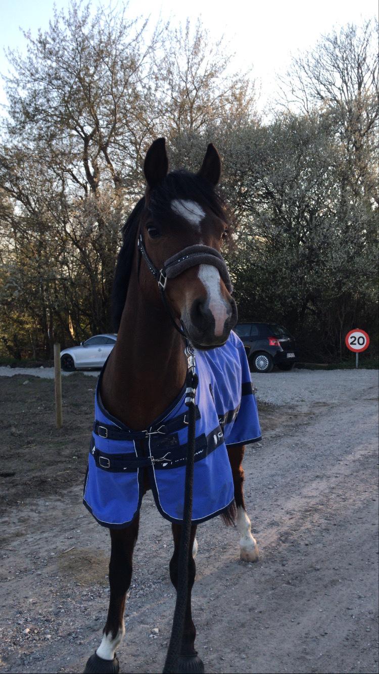 Connemara Dalshøj Horton billede 5