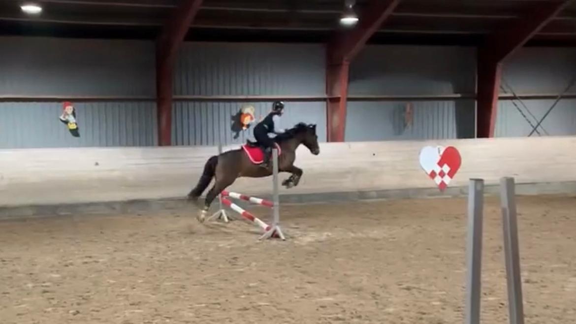 Connemara Dalshøj Horton billede 7