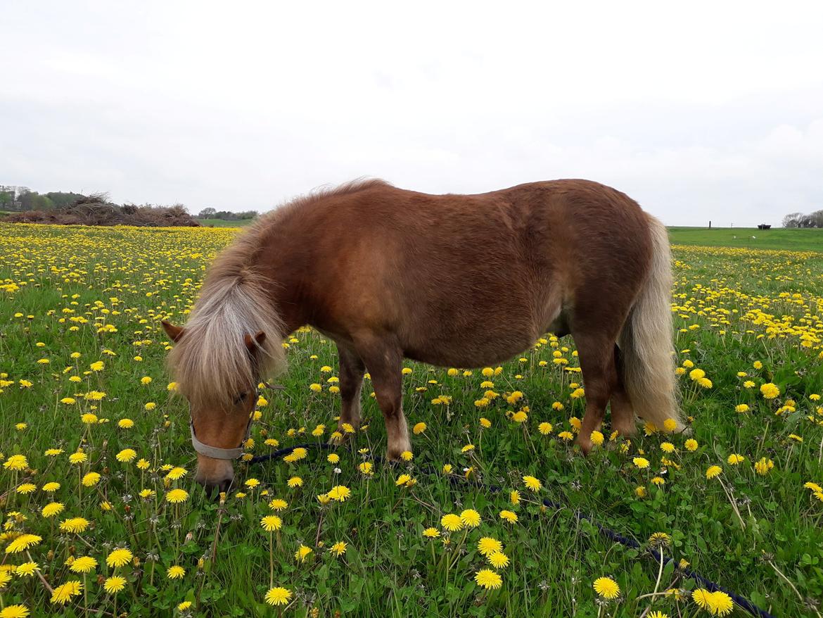 Shetlænder Hedegårdens Tikka billede 15