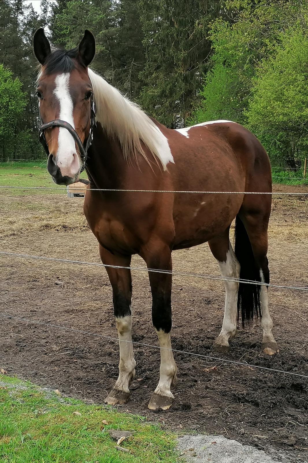 Pinto Løvegaardens Lurifax Wito billede 1