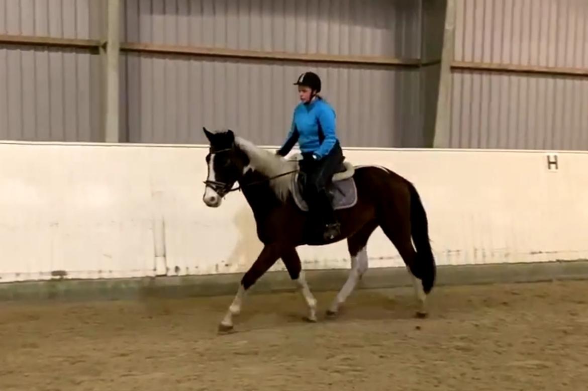 Pinto Løvegaardens Lurifax Wito billede 19