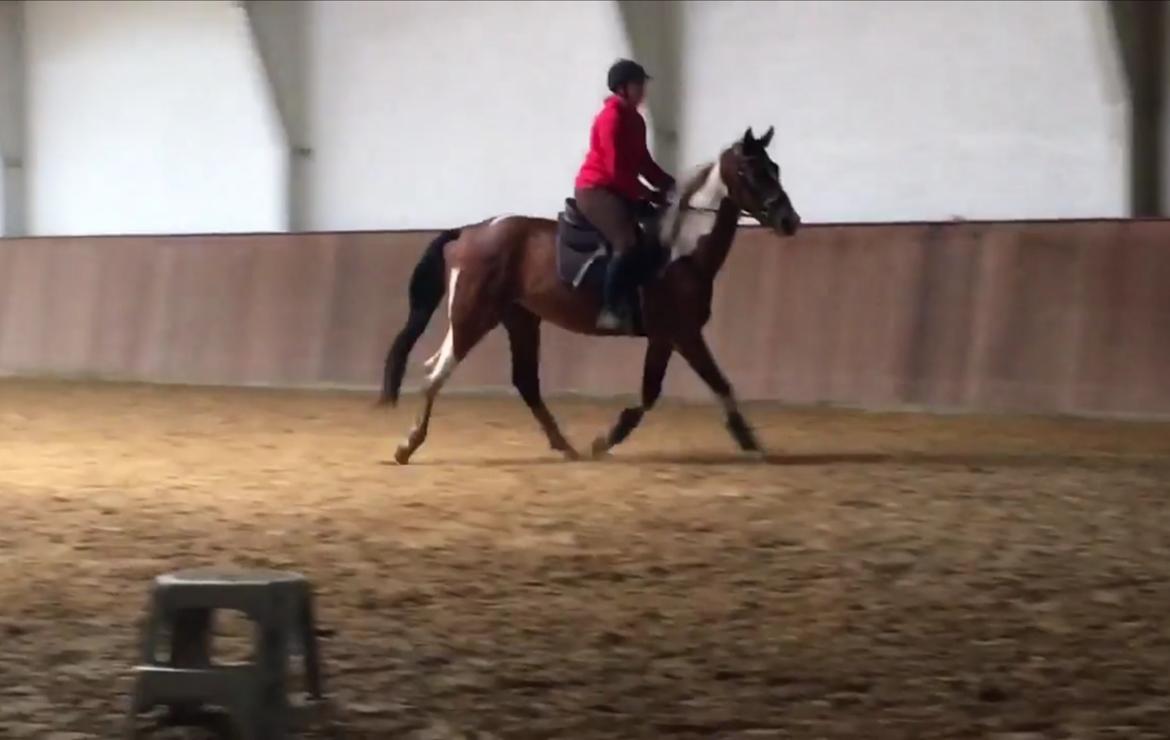 Pinto Løvegaardens Lurifax Wito billede 20