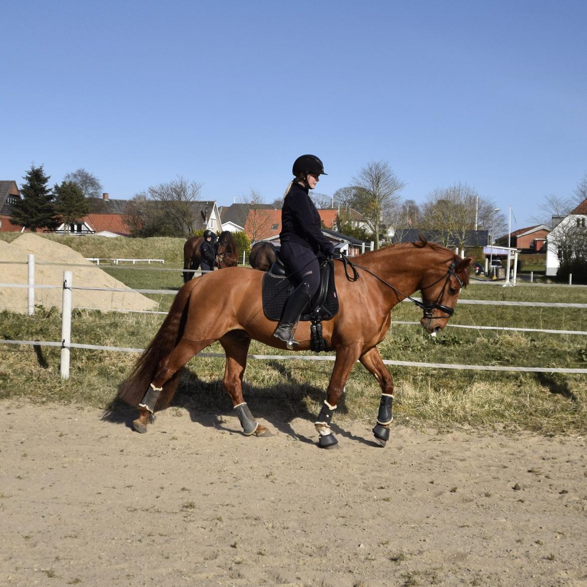 Anden særlig race Raffael (Raffe) billede 3