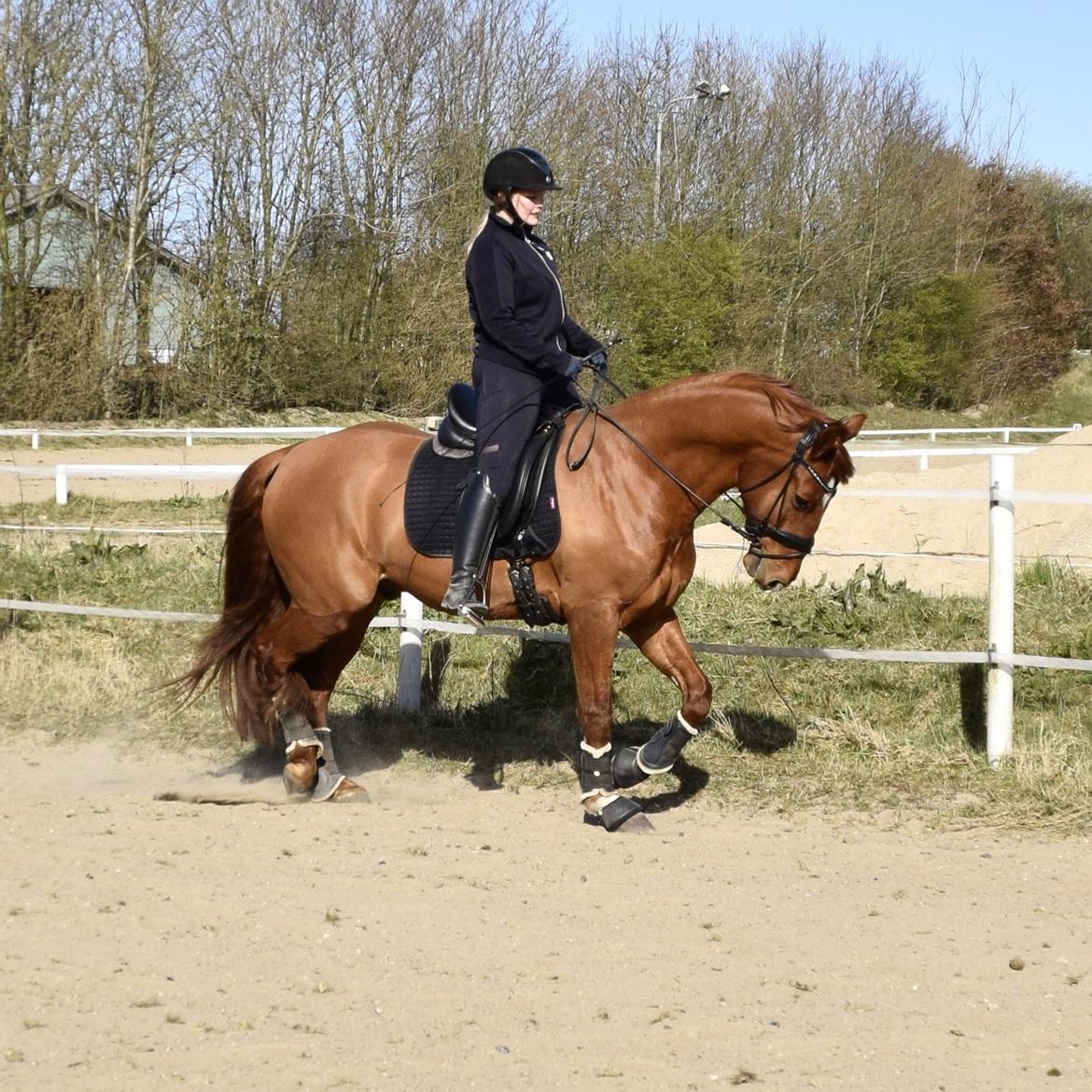 Anden særlig race Raffael (Raffe) billede 2