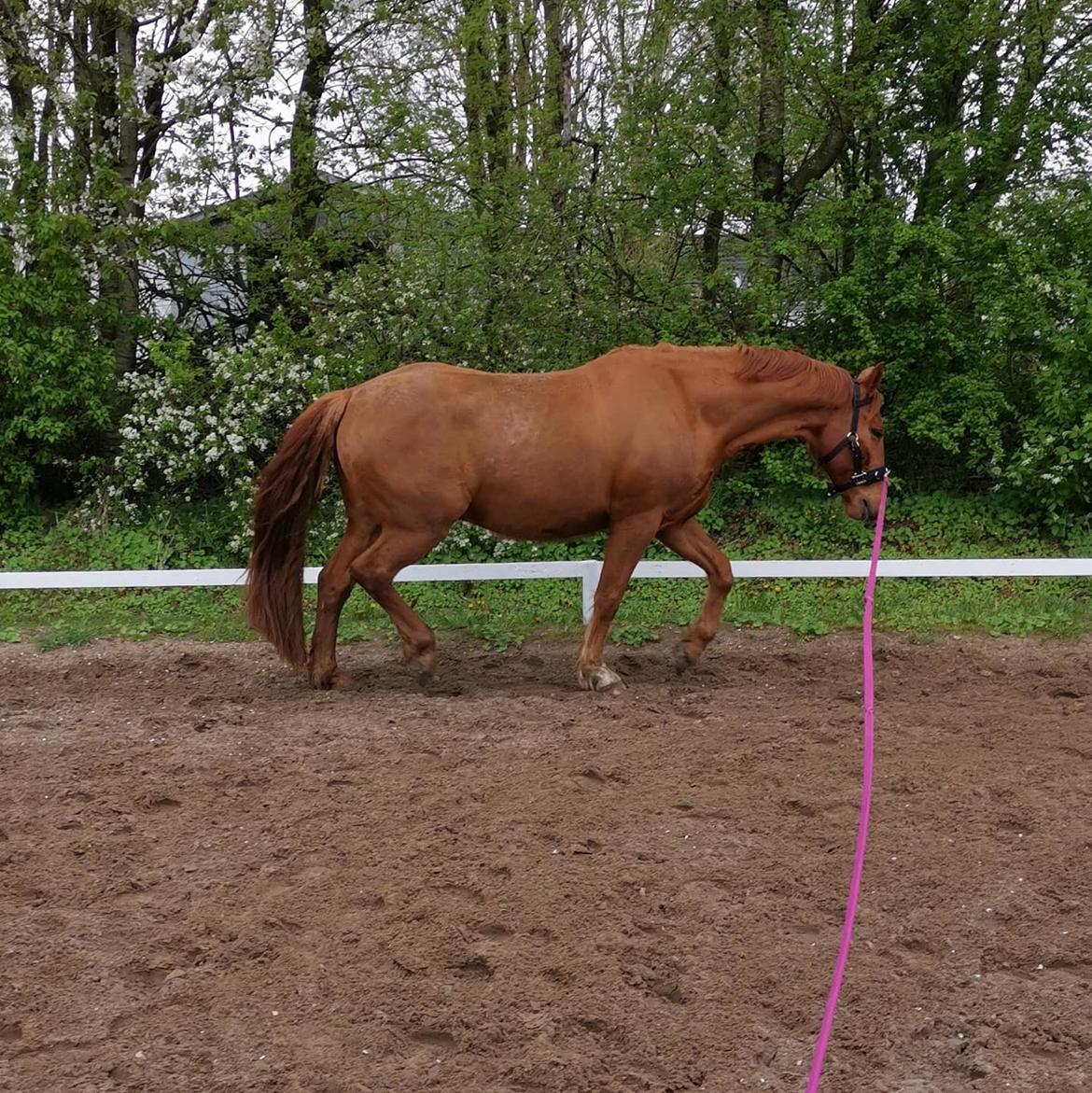 Anden særlig race Raffael (Raffe) billede 7