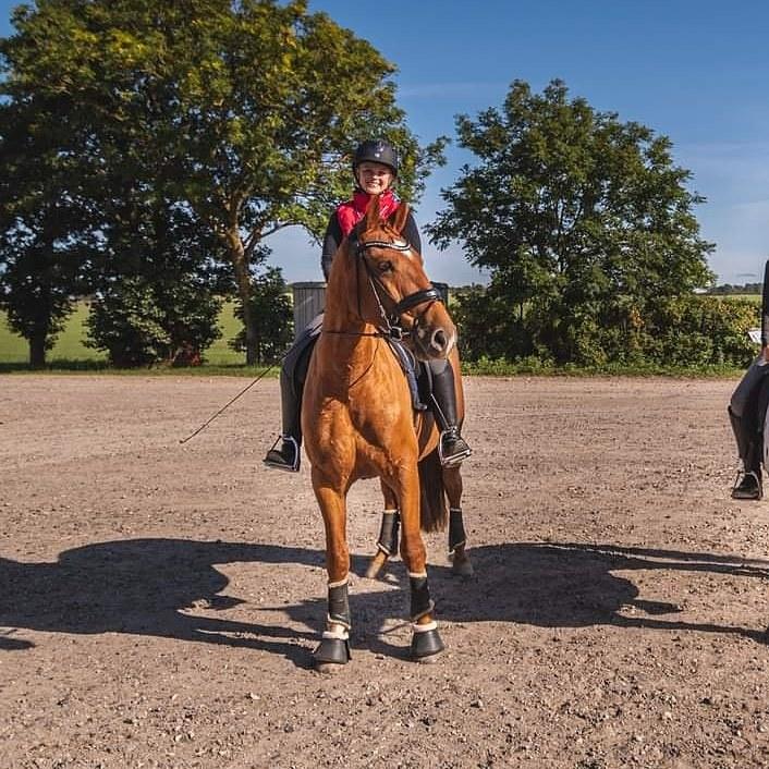 Anden særlig race Raffael (Raffe) billede 5