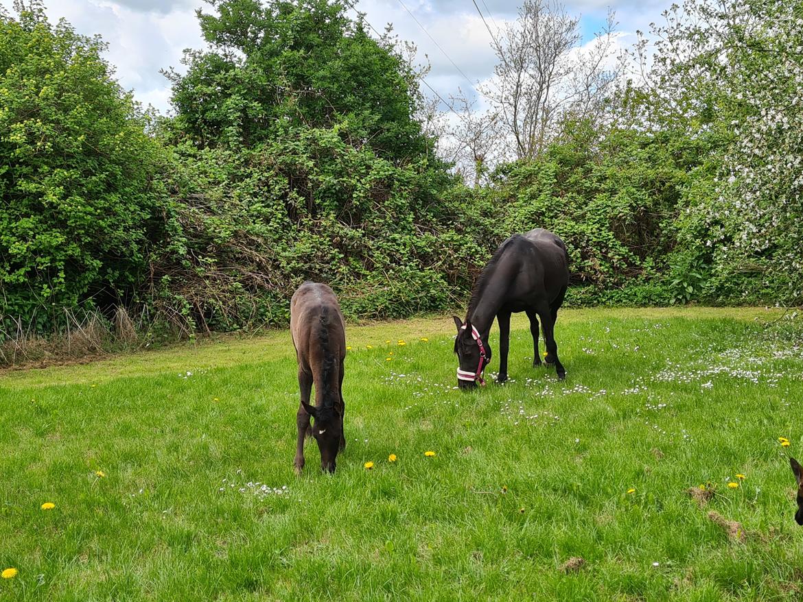 Arabisk fuldblod (OX) Nija El Bak billede 1