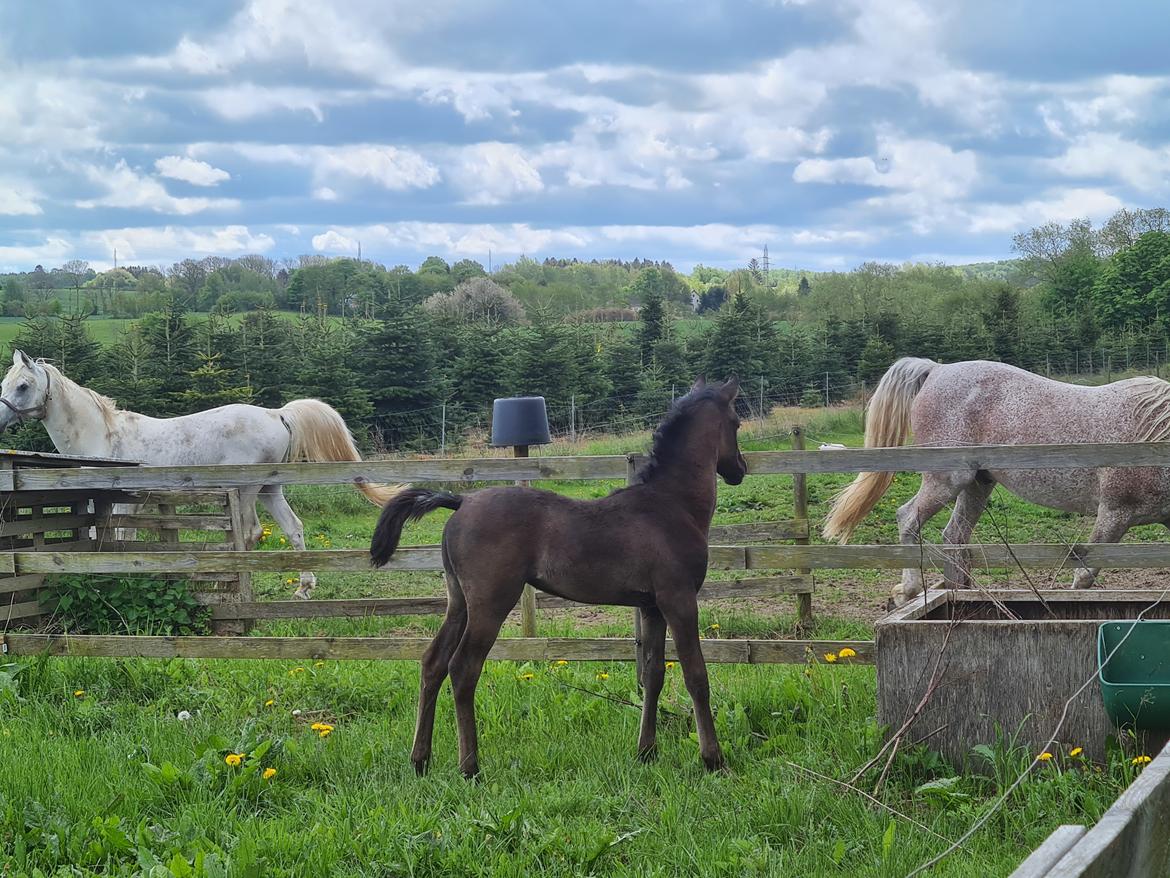 Arabisk fuldblod (OX) Nija El Bak billede 2