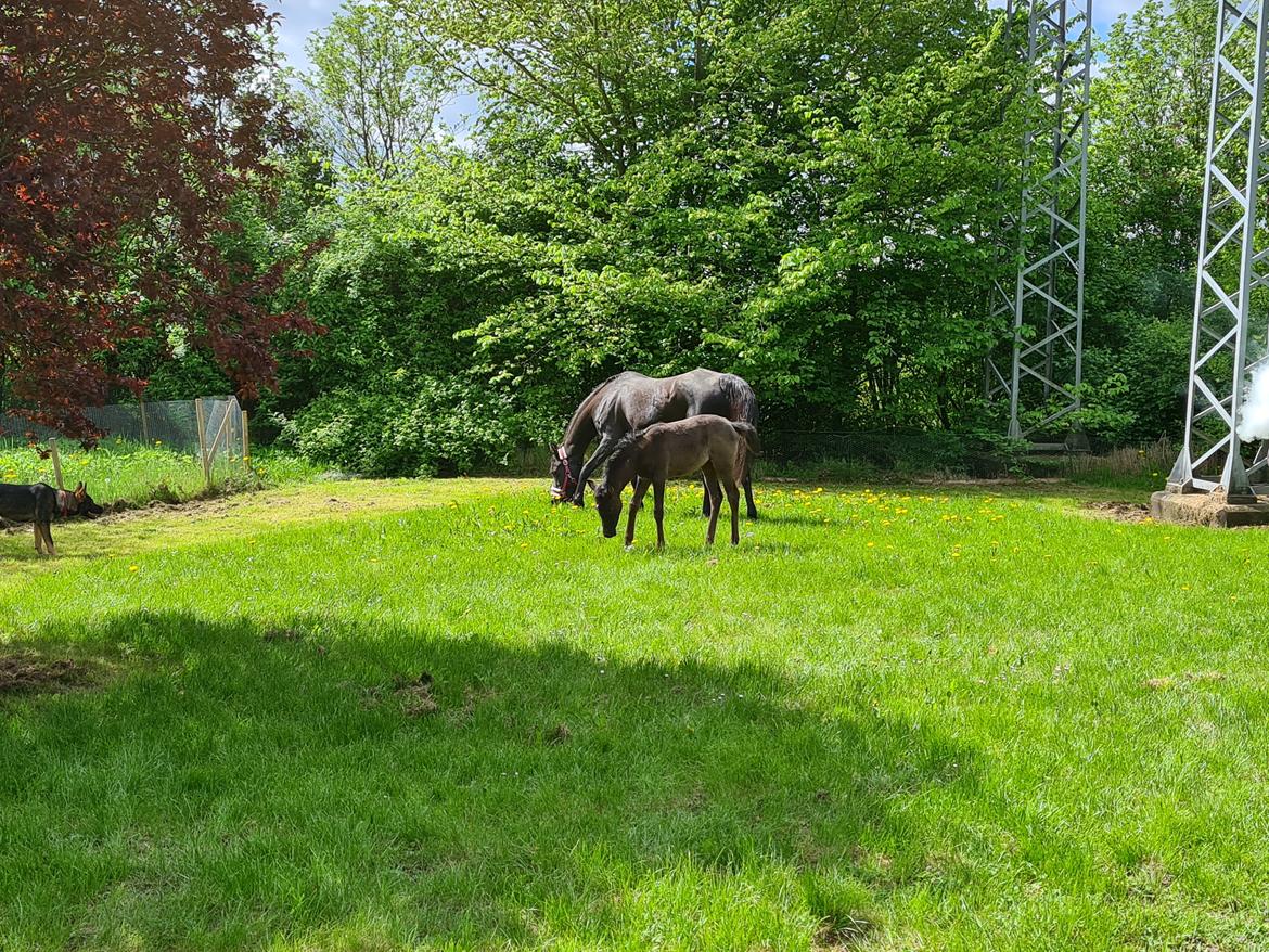 Arabisk fuldblod (OX) Nija El Bak billede 3