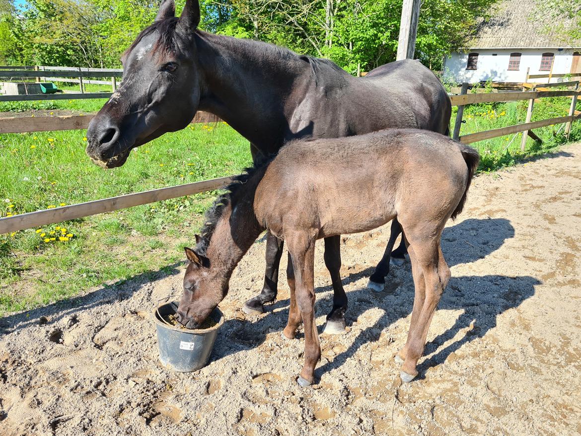 Arabisk fuldblod (OX) Nija El Bak billede 4