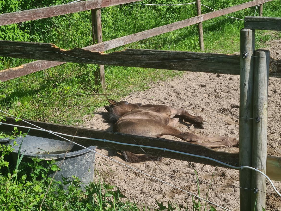 Arabisk fuldblod (OX) Nija El Bak billede 5