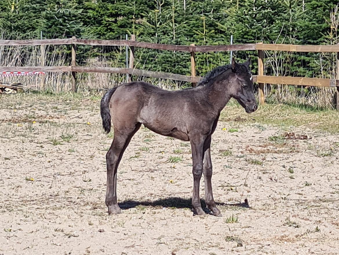 Arabisk fuldblod (OX) Nija El Bak billede 7