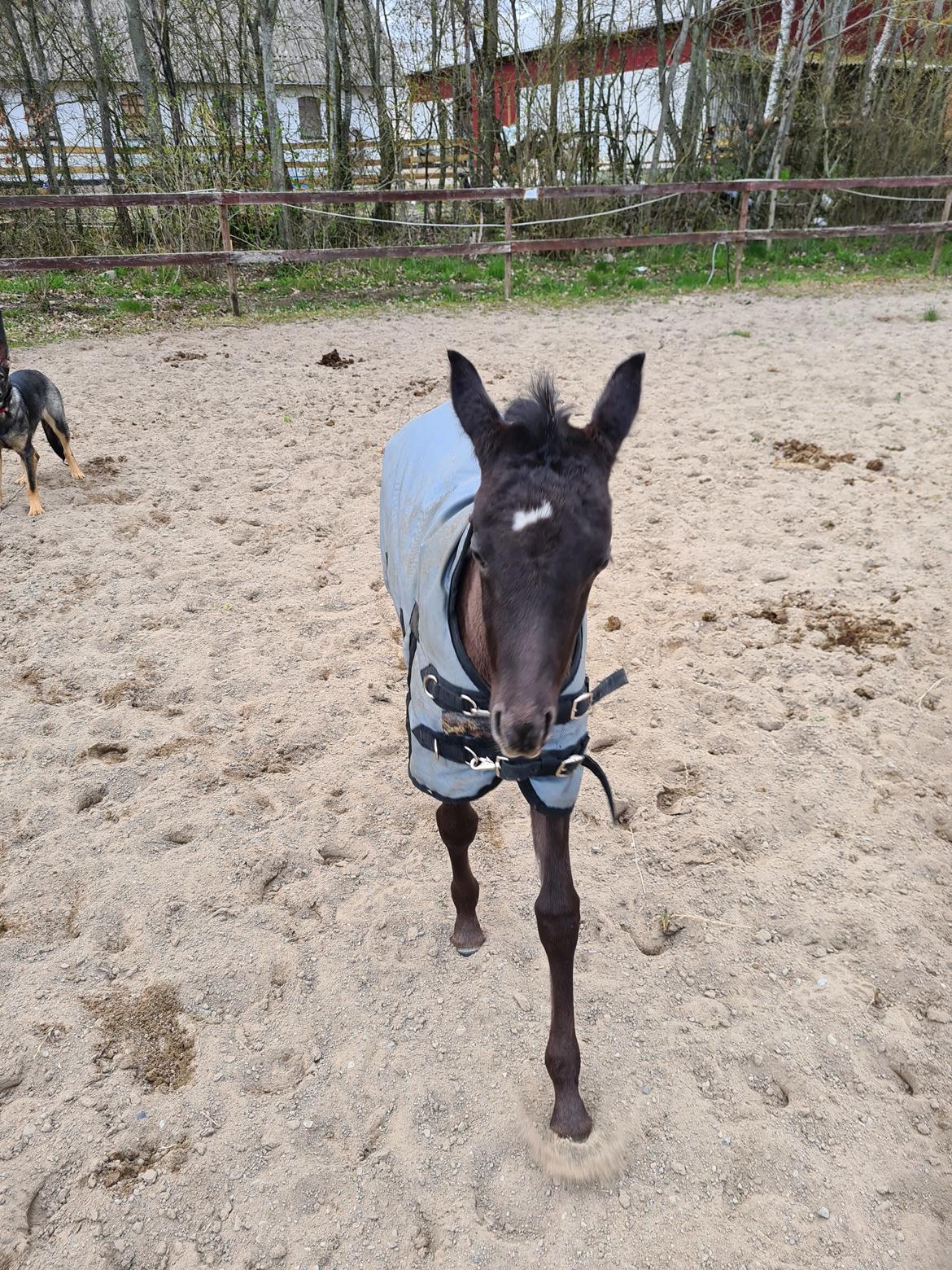 Arabisk fuldblod (OX) Nija El Bak billede 6