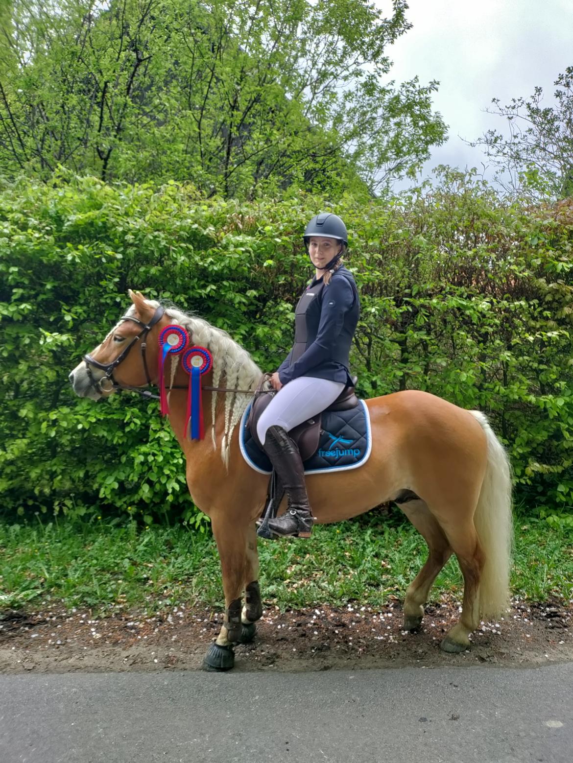 Haflinger Stroller - Stroller og mit første stævne d. 15 Maj. 2x nulrunder i 50 cm billede 4