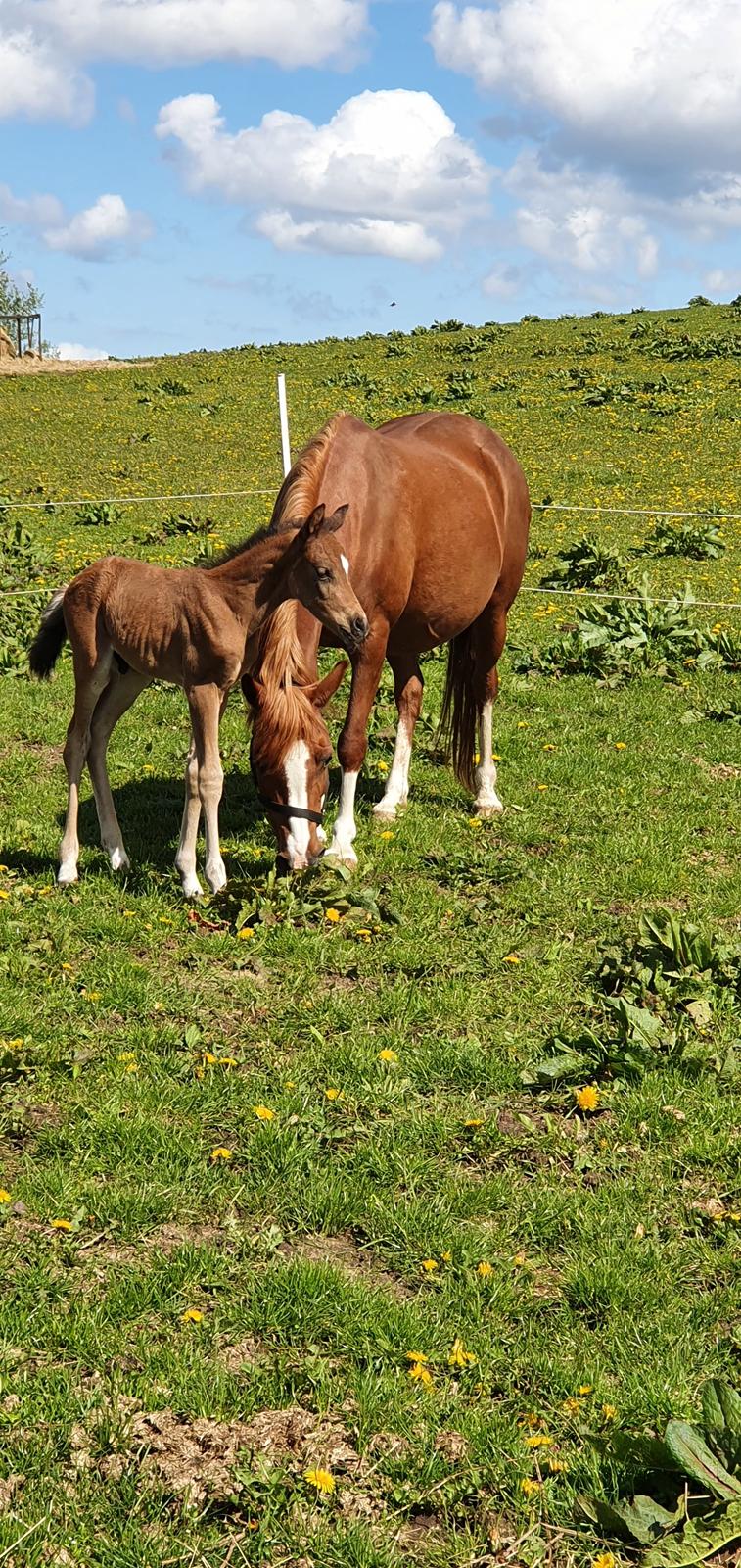 Anden særlig race Harbogaards Skumfidus billede 1