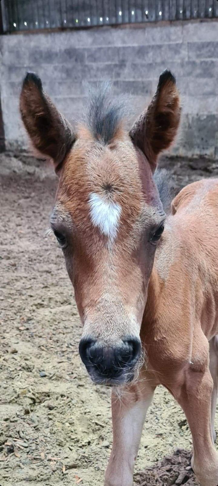 Anden særlig race Harbogaards Skumfidus billede 5