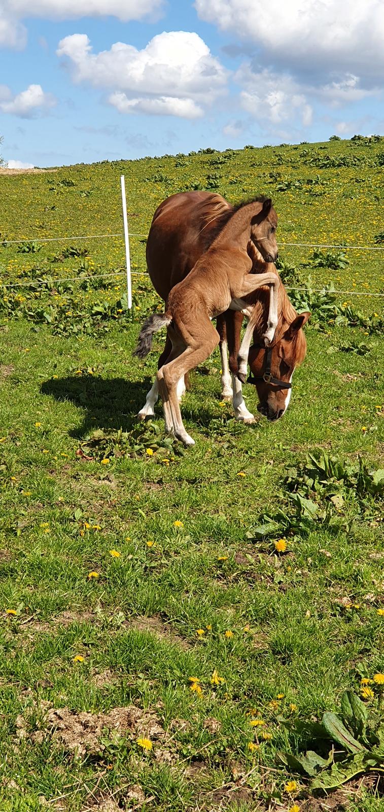 Anden særlig race Harbogaards Skumfidus billede 2