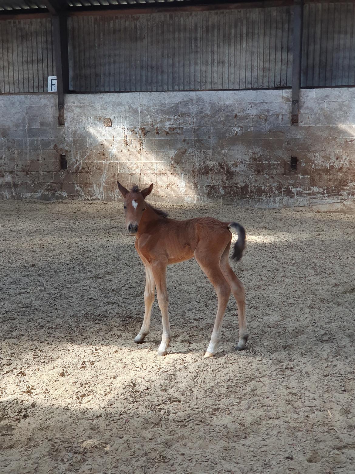 Anden særlig race Harbogaards Skumfidus billede 8