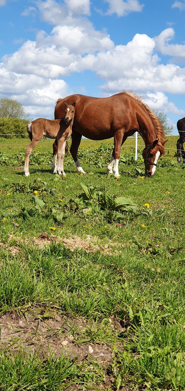 Anden særlig race Harbogaards Skumfidus billede 3