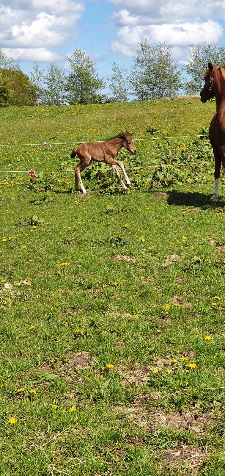 Anden særlig race Harbogaards Skumfidus billede 9