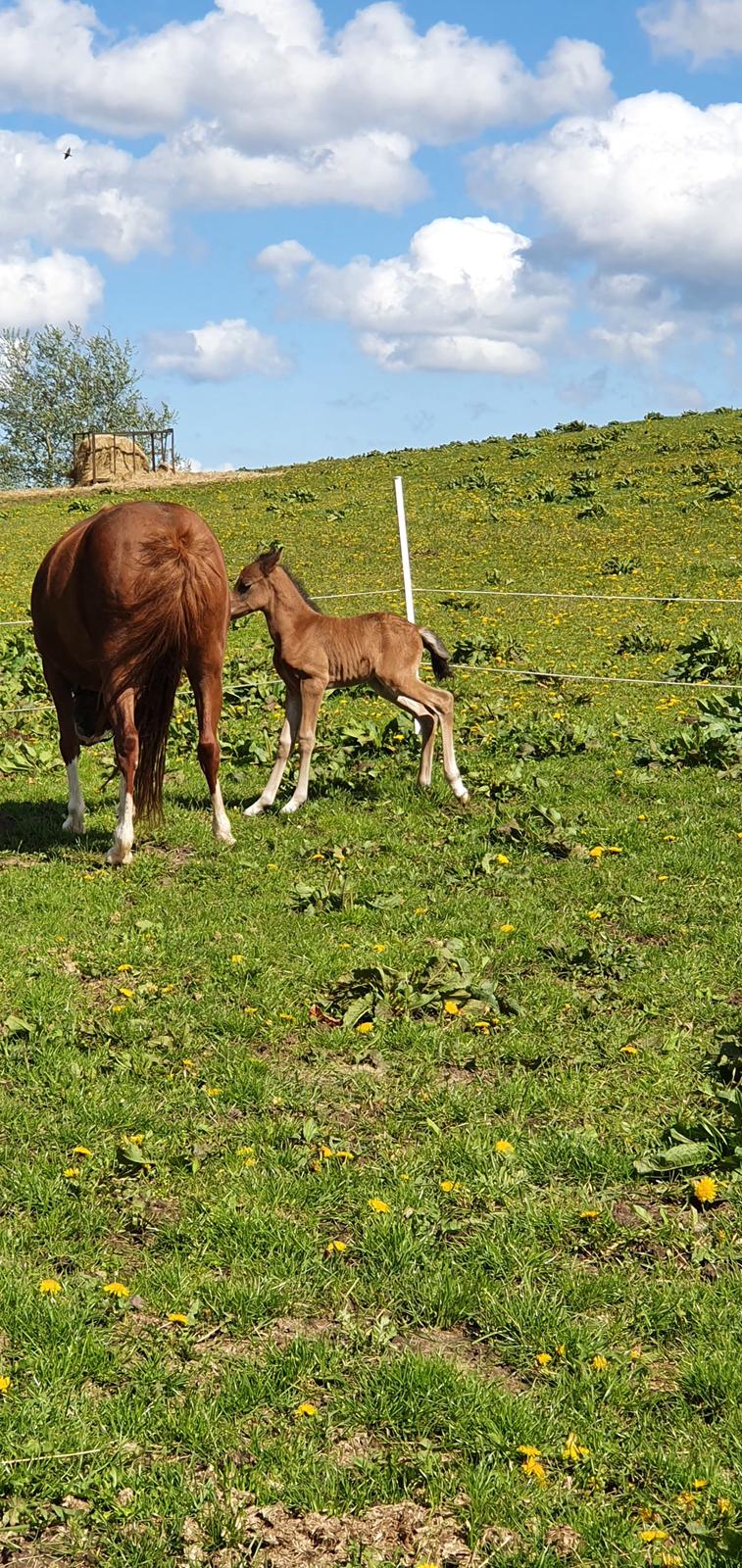 Anden særlig race Harbogaards Skumfidus billede 10